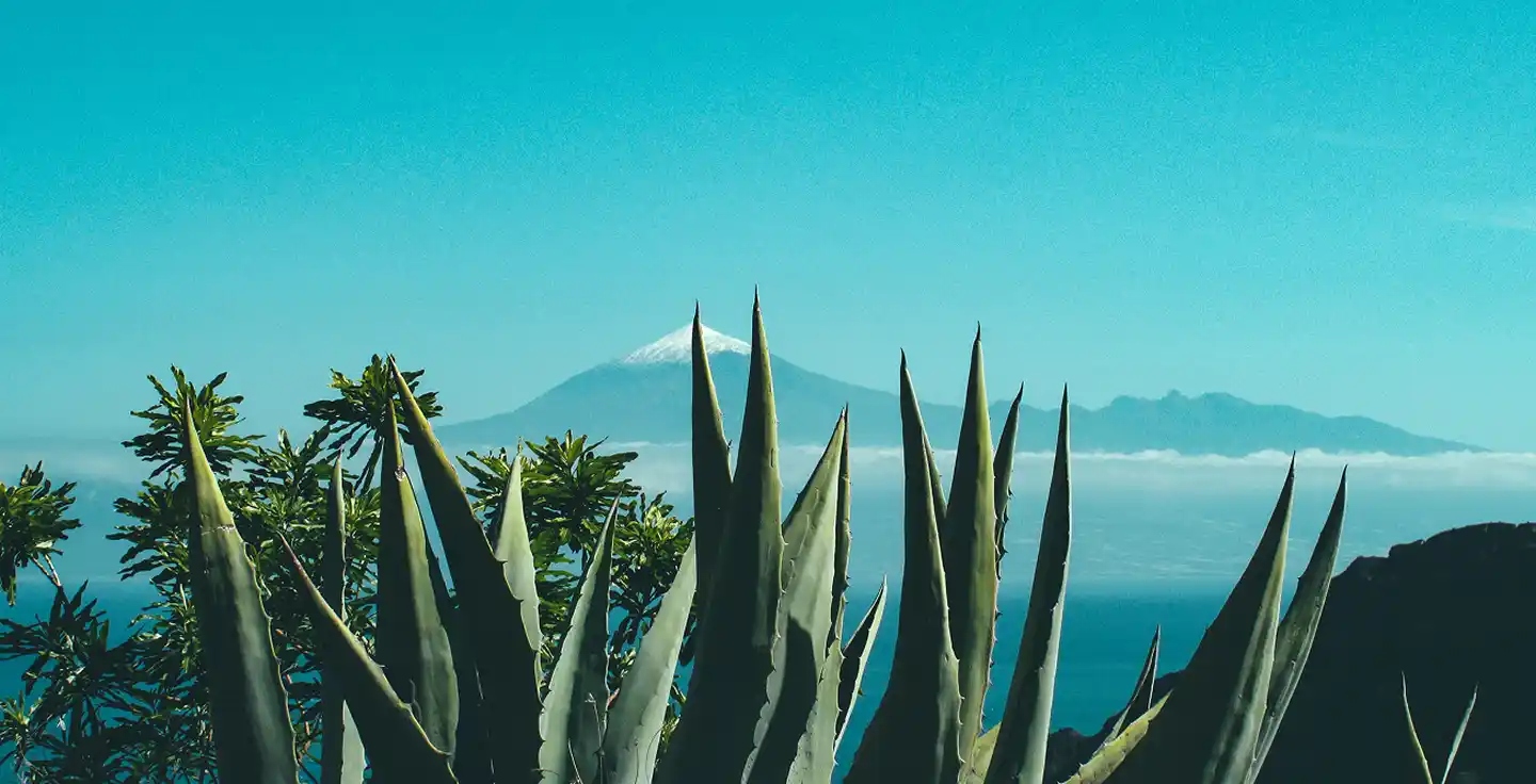 Paisaje de campos de agave azul